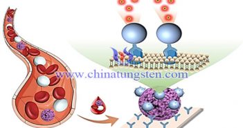 基於稀土納米探針實現(xiàn)全血中迴圈腫瘤細(xì)胞直接檢測示意圖