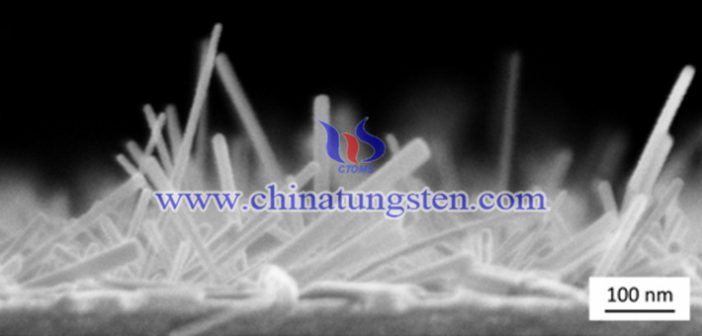 SEM image of tungsten trioxide nanowire