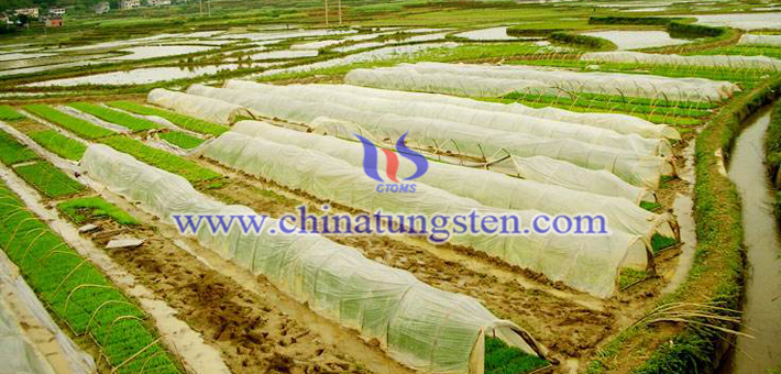 dark blue nano tungsten oxide applied for heat insulation agricultural film picture