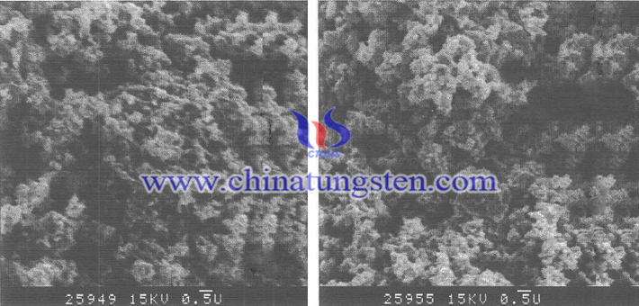 采用紫鎢和藍鎢制得的WC粉末形貌相圖片