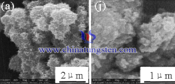 不同溫度下合成的WO3粉體的SEM形貌圖片